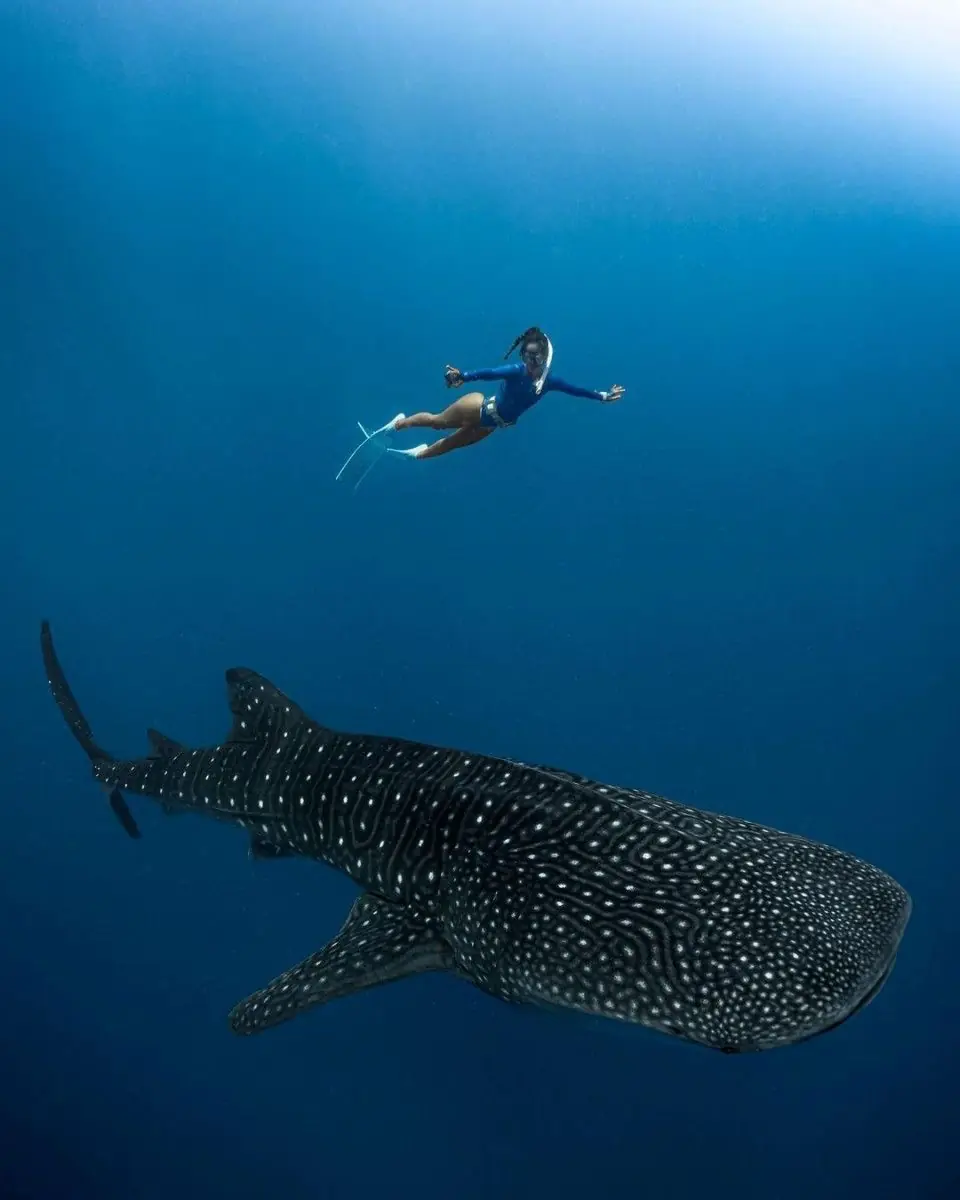 Nadadora sobre un tiburón ballena en Maldivas