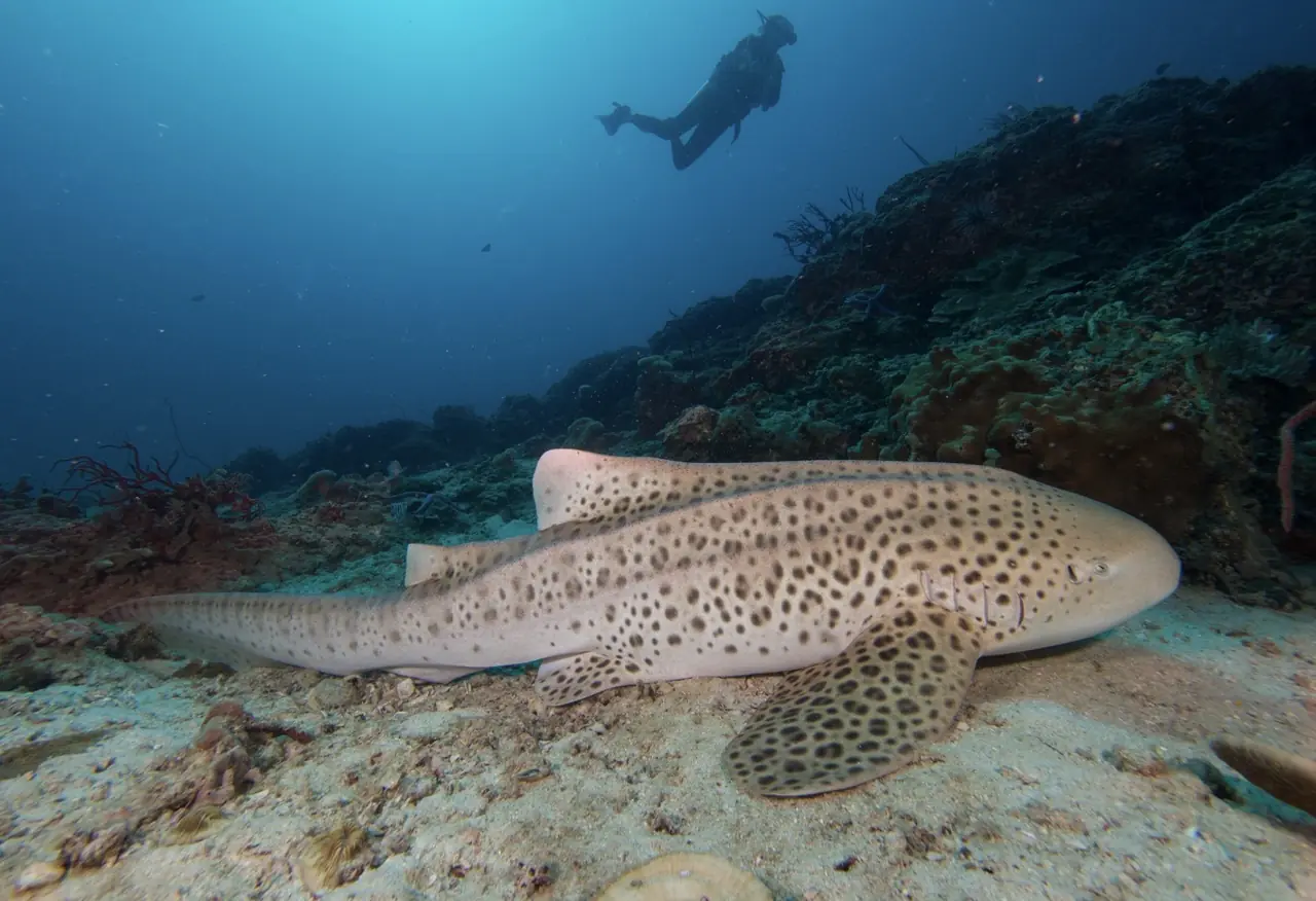 Buceador junto a un tiburón cebra en el fondo marino de Maldivas