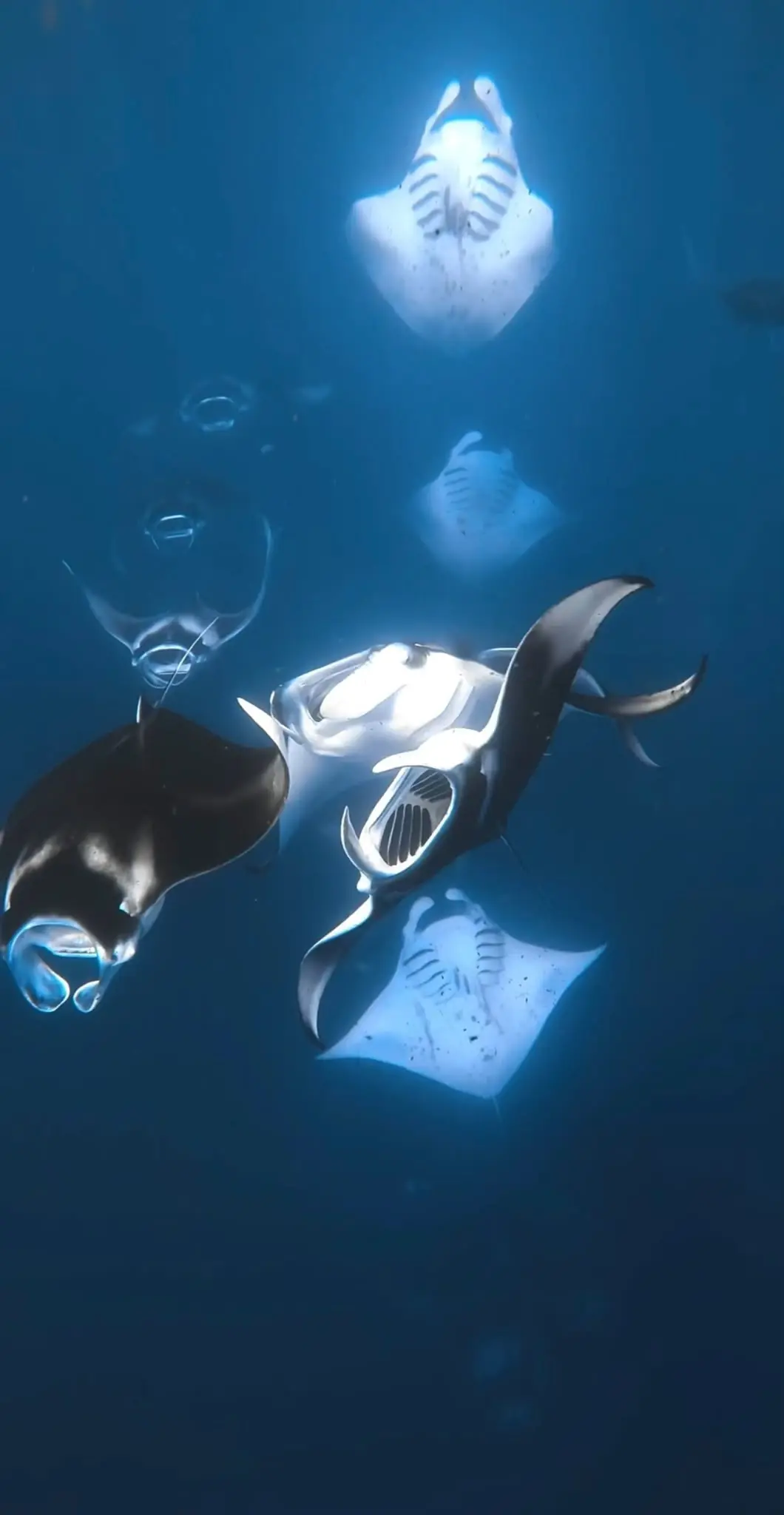 Mantarrayas nadando en aguas profundas de Maldivas