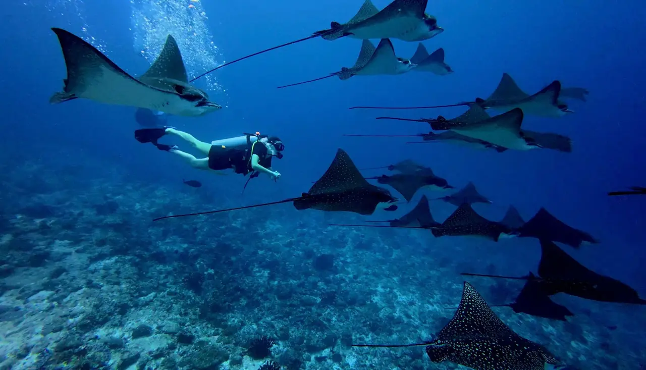 Snorkel entre un banco de rayas águila en Maldivas
