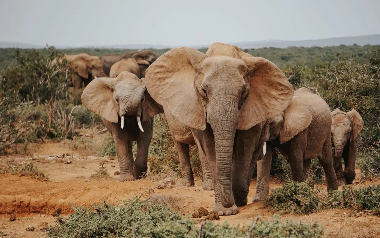 Manada de elefantes africanos en la sabana de Tanzania