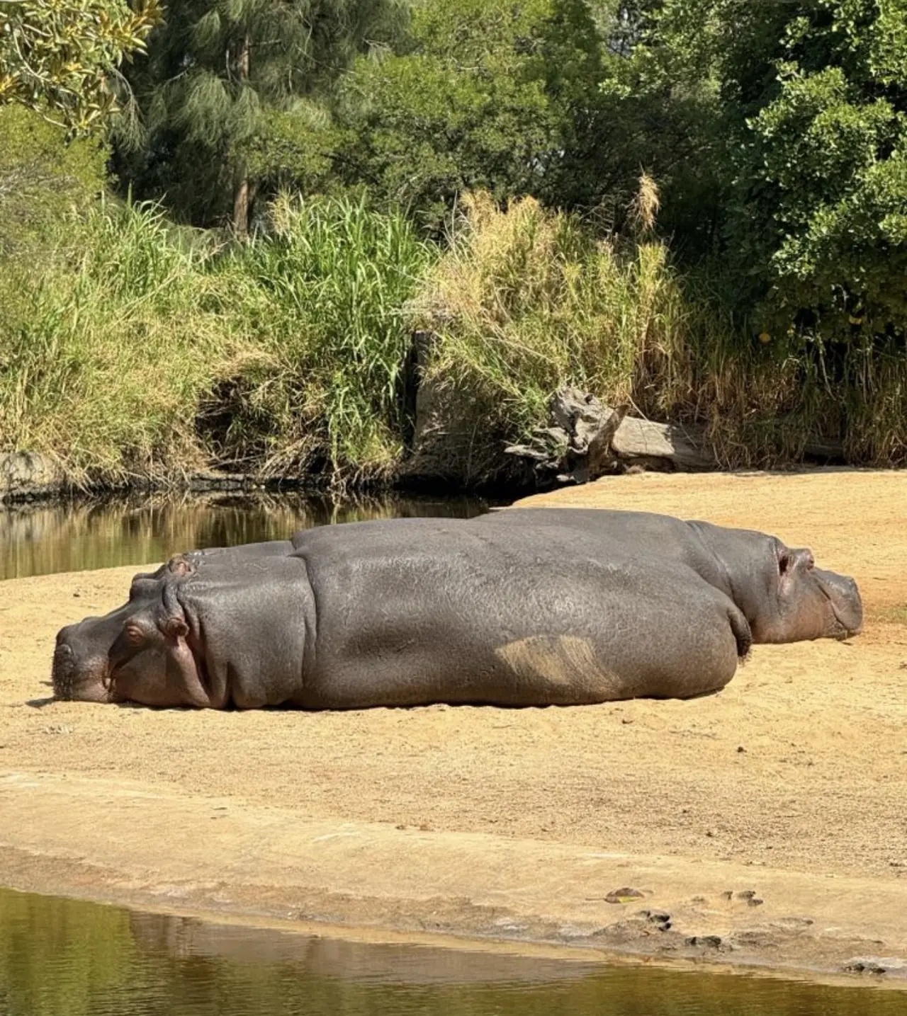 Hipopótamos descansando en la orilla del río