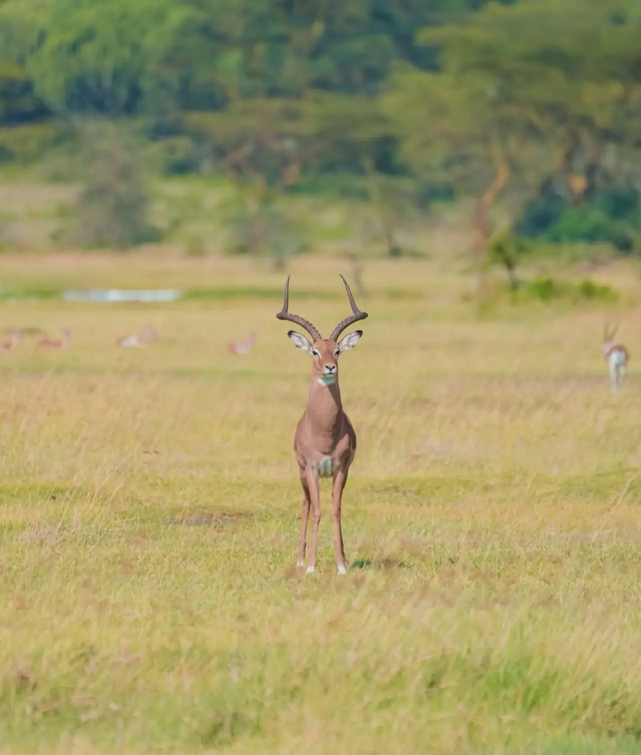 Impala en la pradera