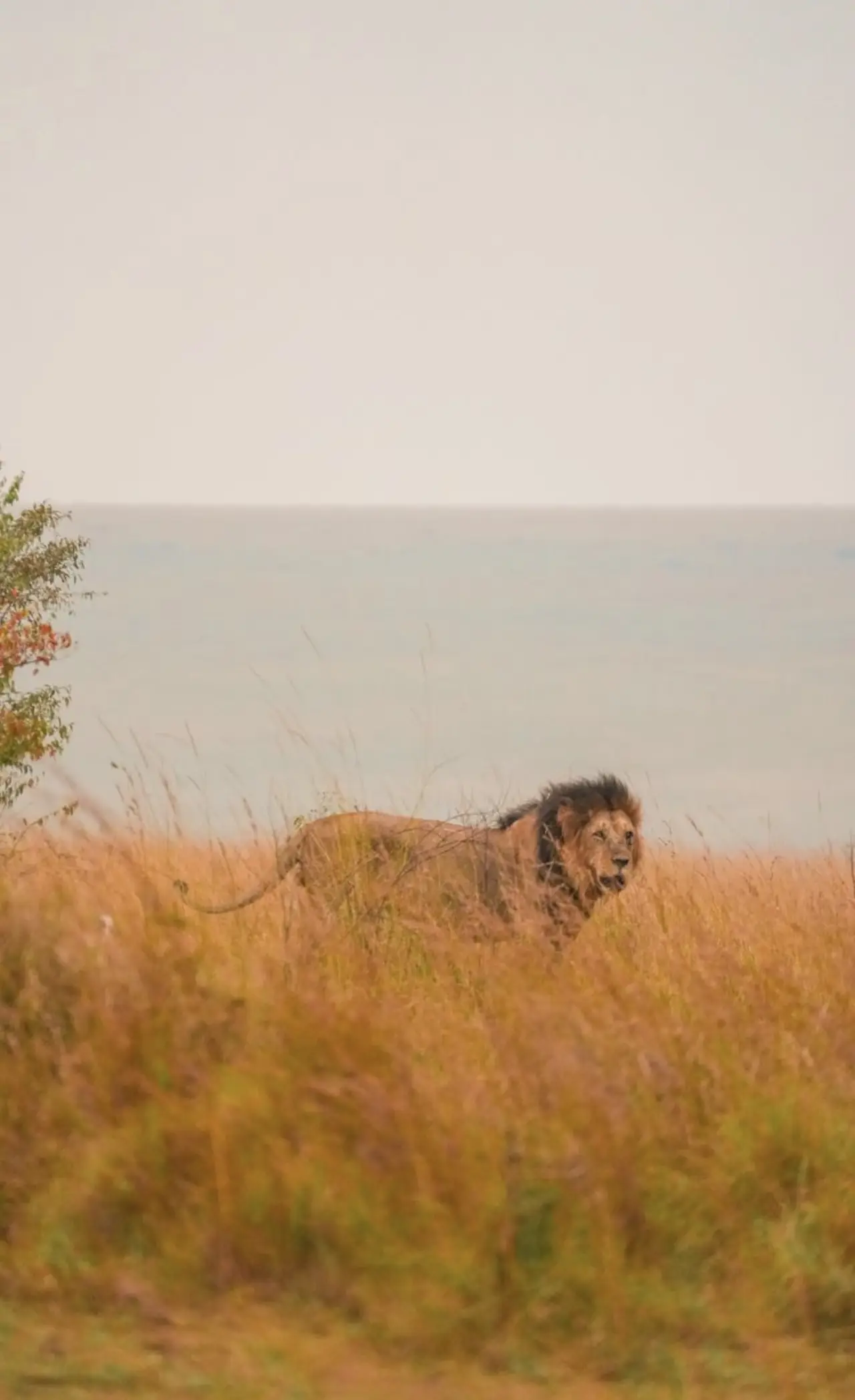 León entre la hierba alta de la sabana