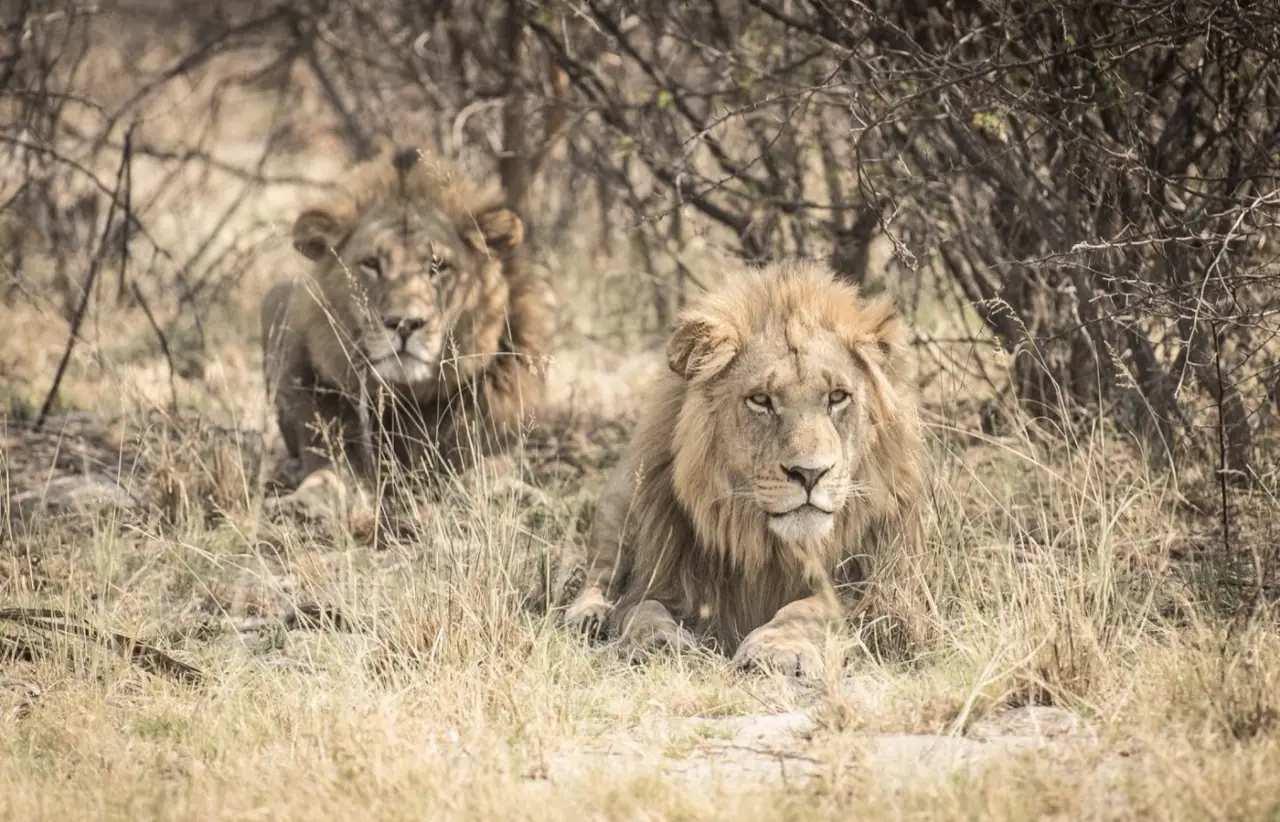 Dos leones descansando entre la maleza