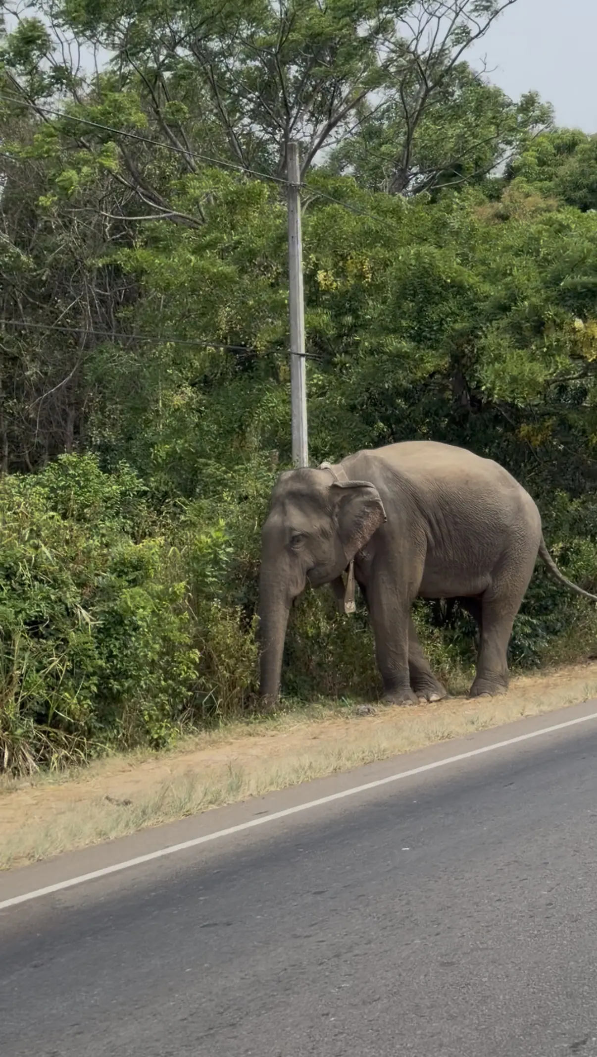Elefante junto a una carretera en Sri Lanka