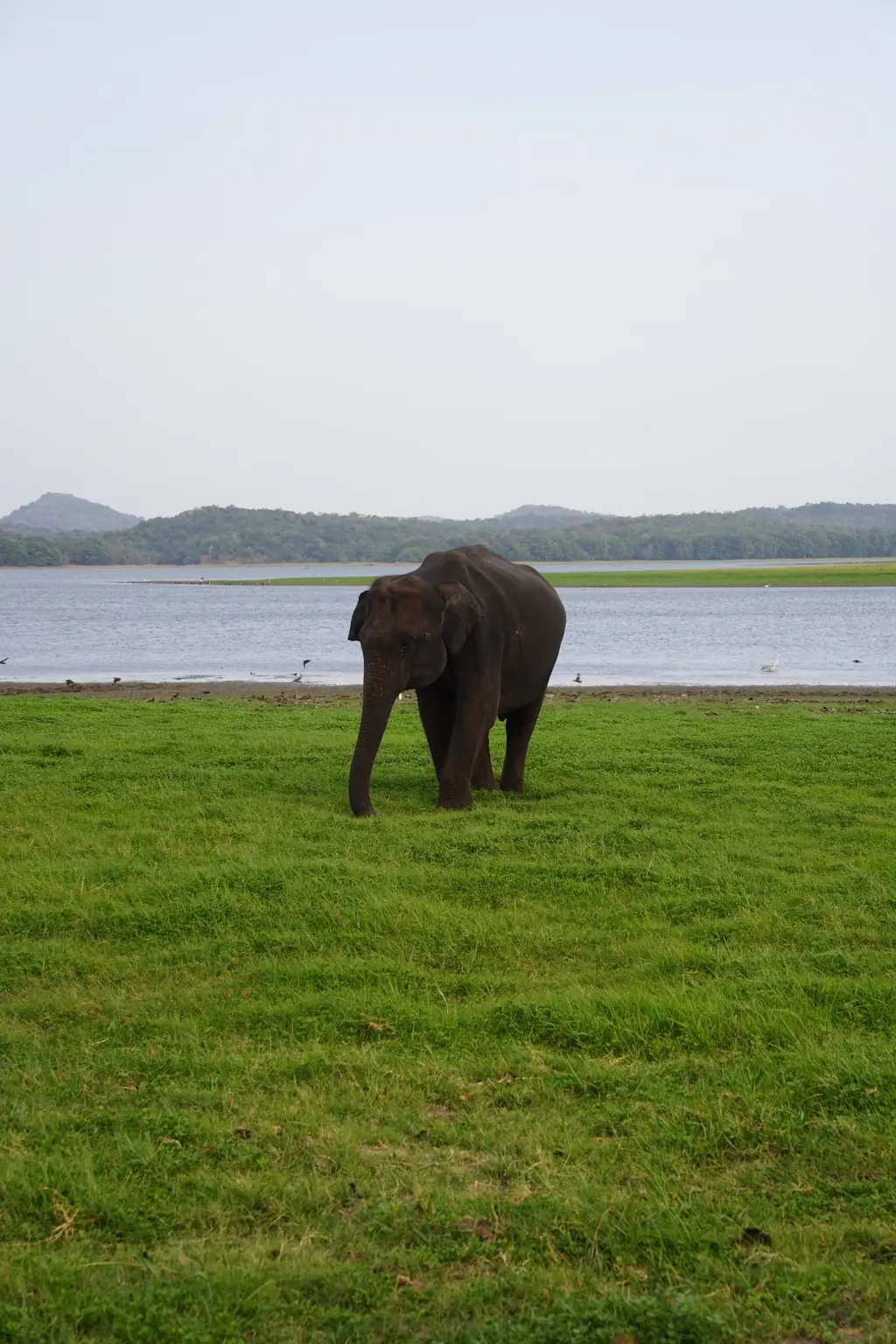 Elefante asiático junto a un embalse en Sri Lanka