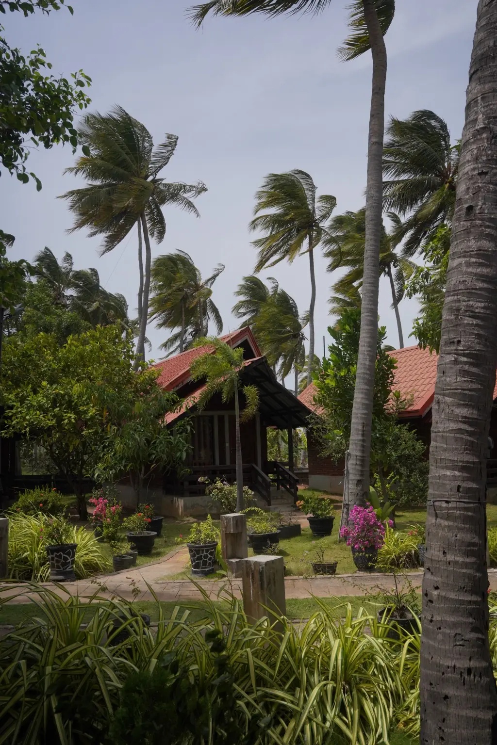 Jardín tropical con palmeras en Sri Lanka