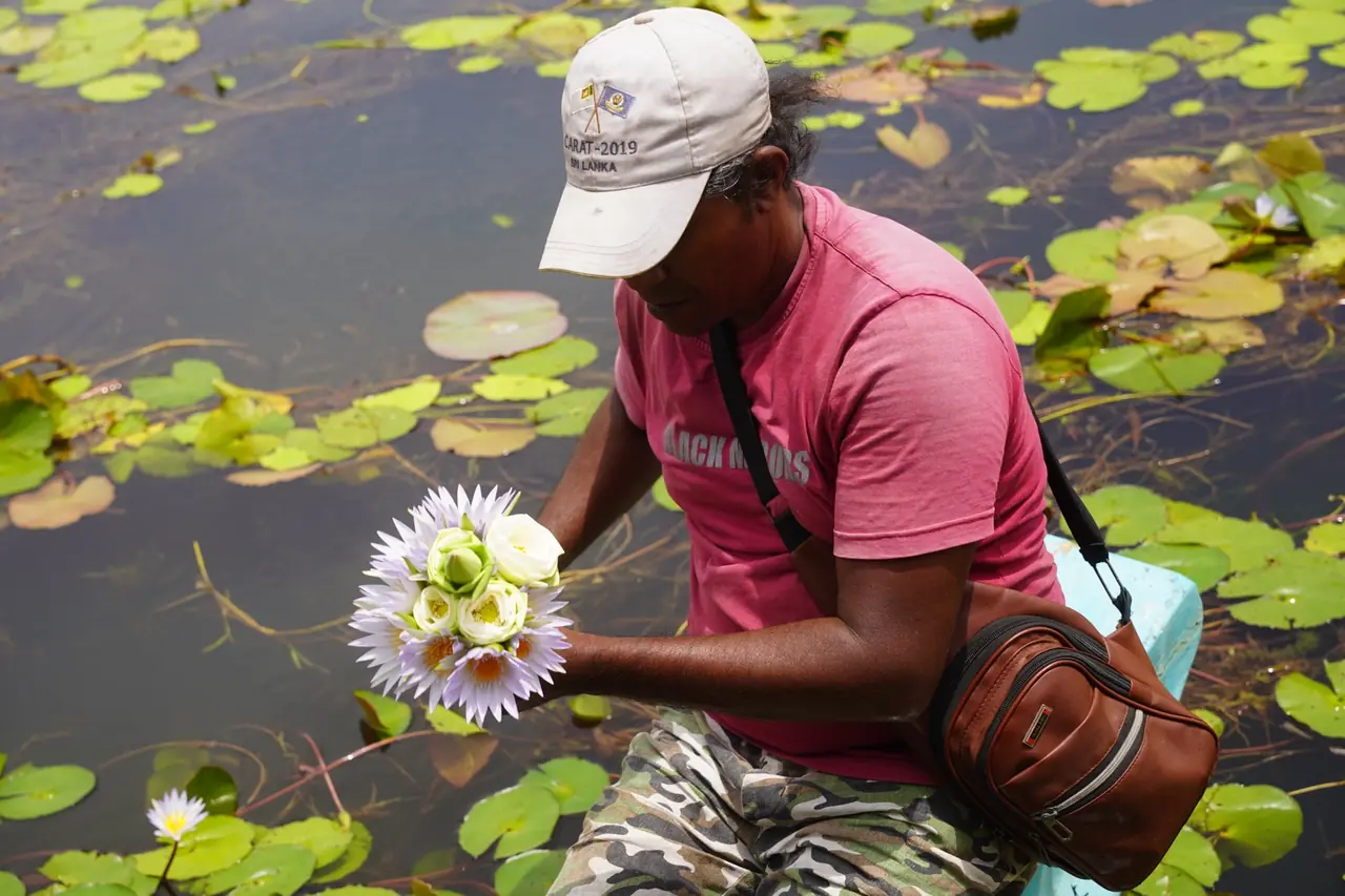 Hombre recogiendo flores de loto en un lago de Sri Lanka