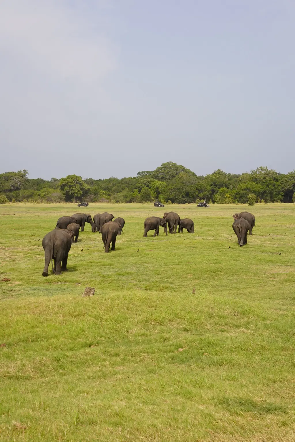 Manada de elefantes asiáticos en una pradera de Sri Lanka